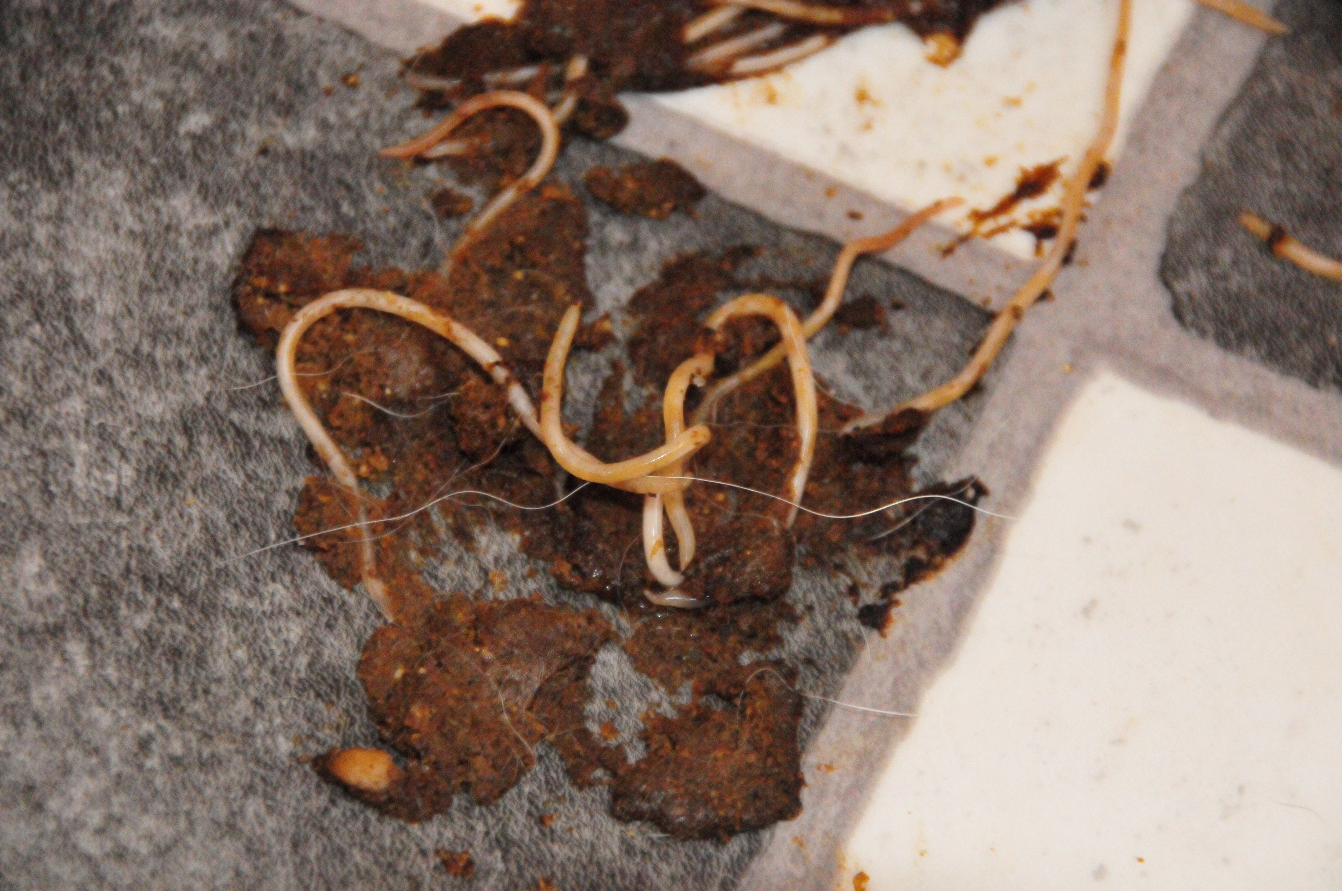 Spulwürmer im Kot von einem 14 Tage alten Welpen. 