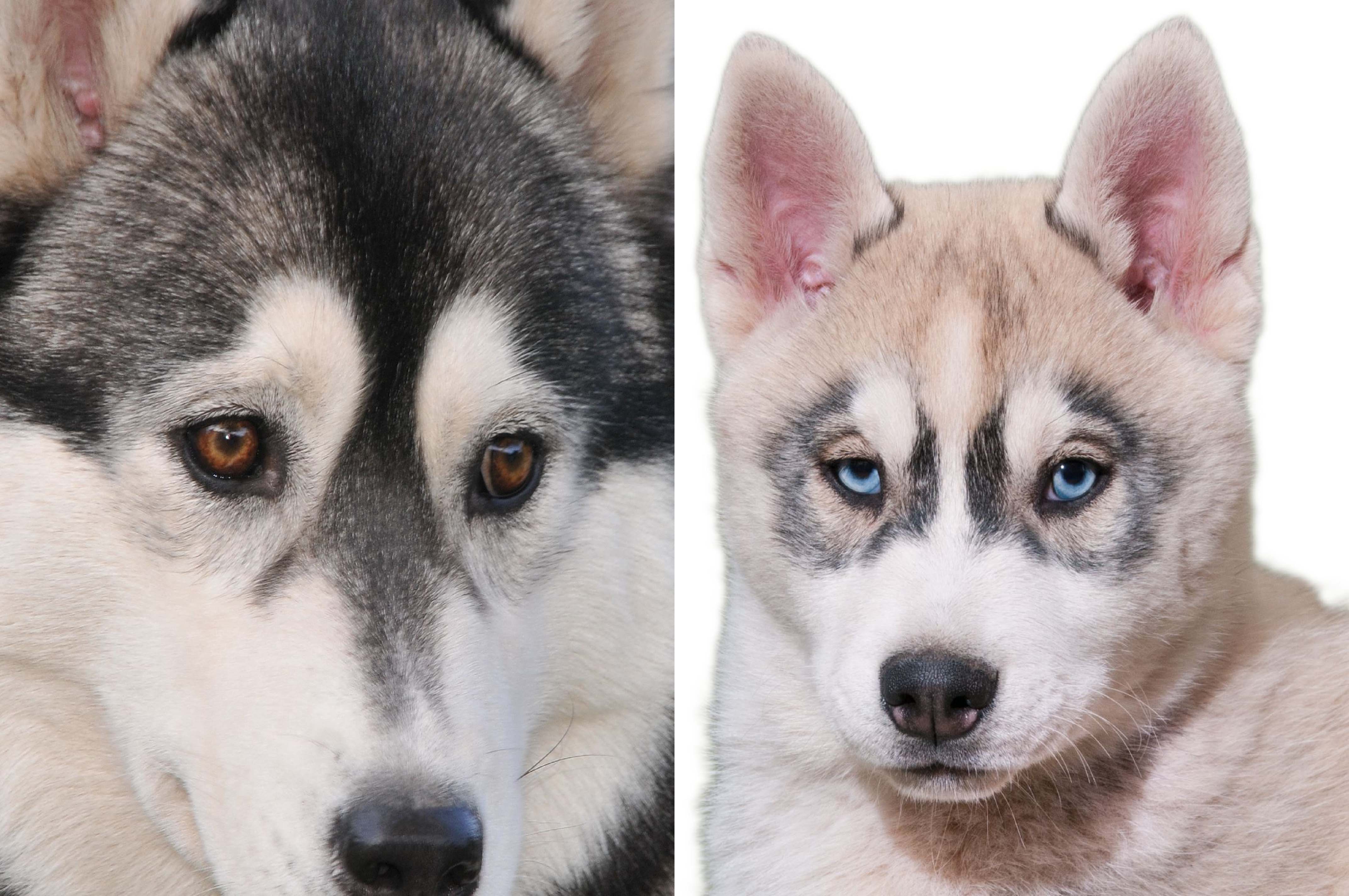 owalo design Husky Hunde Mit Blauen Augen